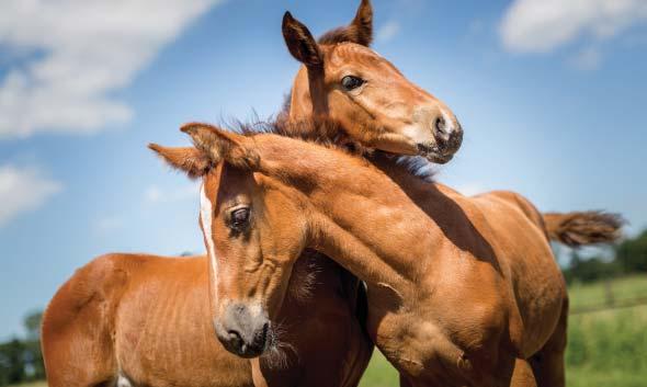 11 FOAL IDENTIFICATION It is a legal requirement to identify all foals with a passport and microchip.