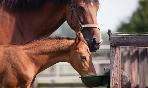 3 INTRODUCTION Breeding your own foal can be a wonderful experience, but they do require additional care and dedication to thrive It may seem like waiting for the birth of a foal takes an eternity,