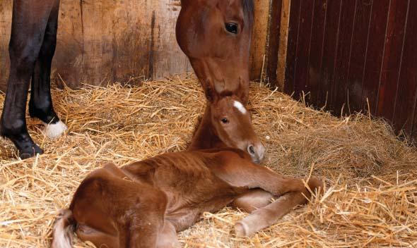 6 FOAL CARE Newborn foal care and observation The first few hours of your foal s life are critical.