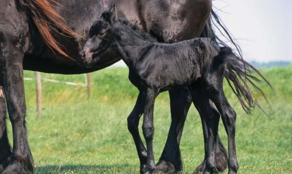 9 Other important parasites are: -Intestinal threadworm (Strongyloides westeri) These parasites can be passed through the mare s milk to infect the foal, and can cause diarrhoea Worming the mare