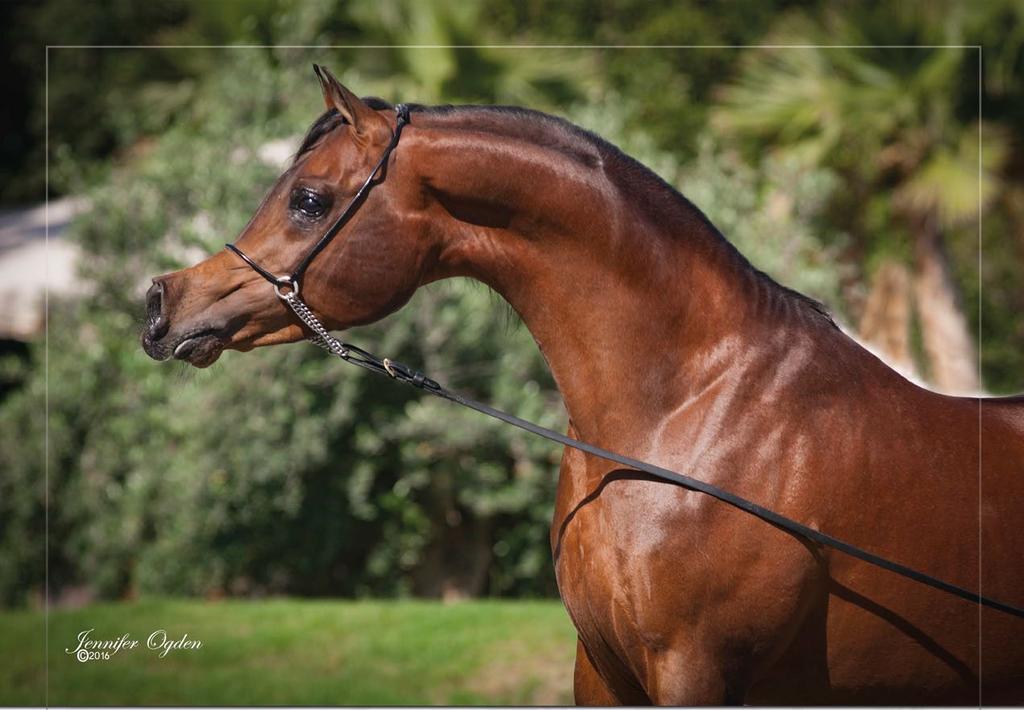 Muhanned AlWard NK QASWARAH I NK NAKEEBYA FOR EXAMPLE IS A VERY TYPEY ANO ELEGANT YOUNG MARE.