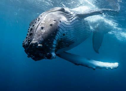 JOIN US AND DIVE WITH HUMPBACKS Come and spend 1 week freediving with humpback whales on the remote Island of Eua in Tonga.