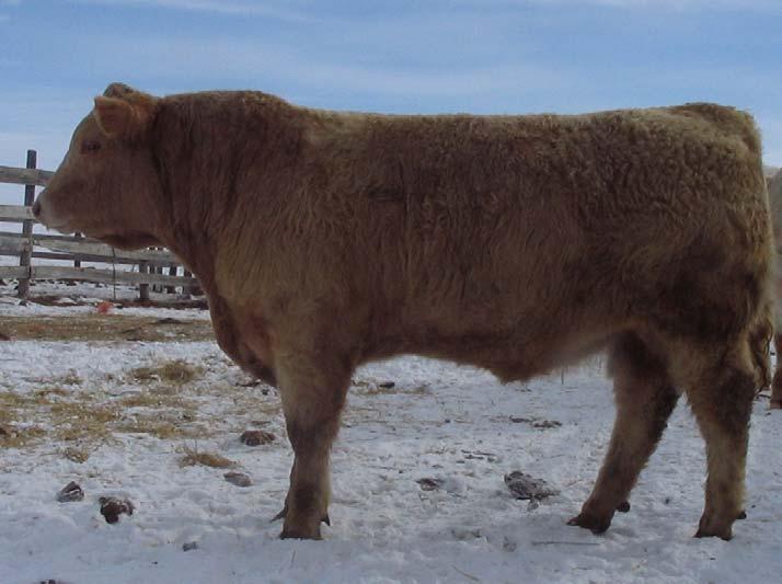 MCKEARYS ACE 21U HORNED RED 7/8 RMM 21U N/A ACC FULL BLOWN NITRO 619S RLTC MISS TRIM 14C GRANADAS RED ACE 17B RMM 70L SDC 59E BW: 98 LBS We are unable to register this cow, but have kept our own
