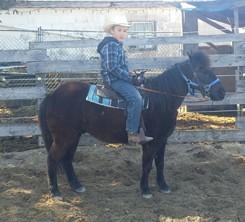 LOT 15 DARKIE Consignor: Martin, Merle PONY - GELDING Jun 10 2013 Darkie is a 5 yr old black pony gelding stands 10hh. Broke to ride and drive. Very quiet to work with. Stands in cross ties.