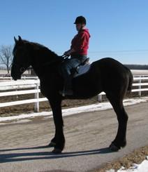 LOT 33 JUSTICE Consignor: Carson, David PERCHERON - GELDING 17.1hh - 3 Year Old Jet Black Percheron Gelding. Well broke to ride, been over obstalces, trotting poles and trap.