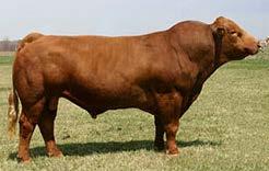 REFERENCE SIRE WS BEEF MAKER R13 Born: 02/06/2005 NICHOLS LEGACY G151 HOOKS SHEAR FORCE 38K C & D TRACY R PLUS RED RIBEYE 1134 DCR MS RIBEYE N72 DCR MISS ZINGER Color: RED Breed: Simmental COMPOSITE
