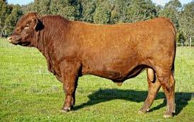 RED COMPOSITE SALE BULLS LOT 13 Born: 15/09/2016 GW PREDESTINED 701T ABC K576 ABC H874 ABC C625 ABC G850 ABC C1160 ABC M1313 Color: RED Brand: M1313 Sometimes the first lots at our sale are