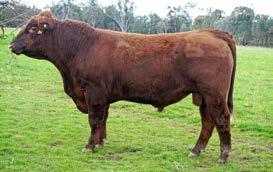 RED COMPOSITE SALE BULLS LOT 16 Born: 17/08/2016 WS BEEF MAKER R13 ABC H914 ABC B1111 HICKS ADA G11 ABC J705 ABC G856 ABC M829 Color: RED Brand: M829 M829 is a calving ease bull that should be very