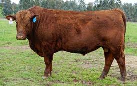 A1263 The sire Beef Maker has been the best red bull we have used in our program, and this is one of his best sons.