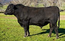 LOT 25 ABC M781 Born: 16/08/2016 Color: BLACK Brand: M781 TRIPLE C SINGLETARY S3H CCR COWBOY CUT 5048Z CCR MS4045 TIME 7322T HICKS FUTURE DIRECTION Z527 ABC C1134 ABC A1108 Sired by the most popular