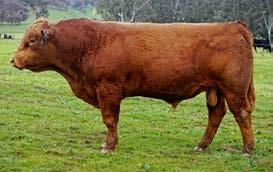 RED COMPOSITE SALE BULLS LOT 36 Born: 05/08/2016 ABC M595 HOOKS SHEAR FORCE 38K WS BEEF MAKER R13 DCR MS RIBEYE N72 HICKS ABC INDEXER E538 ABC K1146 ABC H1184 Color: RED Brand: M595 This bull is one