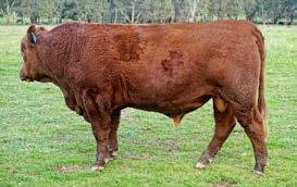 LOT 42 Born: 27/07/2016 HOOKS SHEAR FORCE 38K WS BEEF MAKER R13 DCR MS RIBEYE N72 HICKS ADA G11 ABC K1071 ABC H1236 ABC M550 Color: RED Brand: M550 A Beef Maker son with moderate calving ease and a