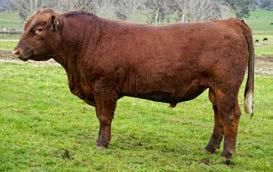M1082 is a real thick, red meat bull with excellent rib eye area scan data. 10 3.7 64 87.2 5.4 17.9 49.9 15.2 17.1-0.38 0.07-0.09 0.62 105.1 59.