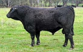 BLACK COMPOSITE SALE BULLS LOT 46 ABC M685 Born: 13/08/2016 Color: BLACK Brand: M685 HOOVER DAM CCR BOULDER 1339A CCR MS L TAYLOR 1339Y ABC C625 ABC H1322 ABC E2052 M685 is a very good bull with a