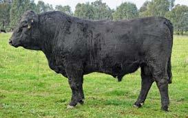 LOT 52 ABC M810 Born: 16/08/2016 Color: BLACK Brand: M810 THOMAS GRADE UP 6849 ABC K500 ABC H1102 ST PAULS GARY LYON G236 ABC J744 ABC G839 An attractive bull with great skin and hair type.