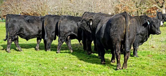 E1149 ABC H1194 ABC D999 ABC M640 Color: BLACK Brand: M640 For the very cautious, this is the calving bull for you.