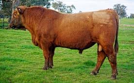He combines top 1% growth with calving ease. He has top 1% carcase weight reflecting the muscle behind this bull. Stunning $ Index values.