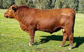 thickness. This calf is typical. An attractive wide topped bull. CED GL BW 200 400 600 MCW MILK SS CWT RIB RUMP EMA RBY IMF SMI VI NSI -3.2-1 3.9 27 49 62 61 7 1.5 38-0.2-0.3 1.9 0.7 0.