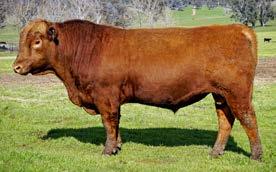 M198 Reg. Number: HRAM198 Tattoo: M198 TE MANIA RED LABEL Z1023 ET HICKS RED PATRICIA E559 HICKS RED PATRICIA Y623 This son of K82 is a calving ease specialist.
