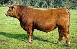 buyers a potential discount to buy a top H61 son. Where else can you find an attractive bull with top 1% calving ease, top 5% 400day, top 1% muscle, top 5% IMF and positive fat.