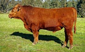 sire Brown Premier. This bull has great calving ease figures and top 10% 400day growth; a hard combination to achieve. This bull is again a $ Profit bull - top 5% for Supermarket Index.