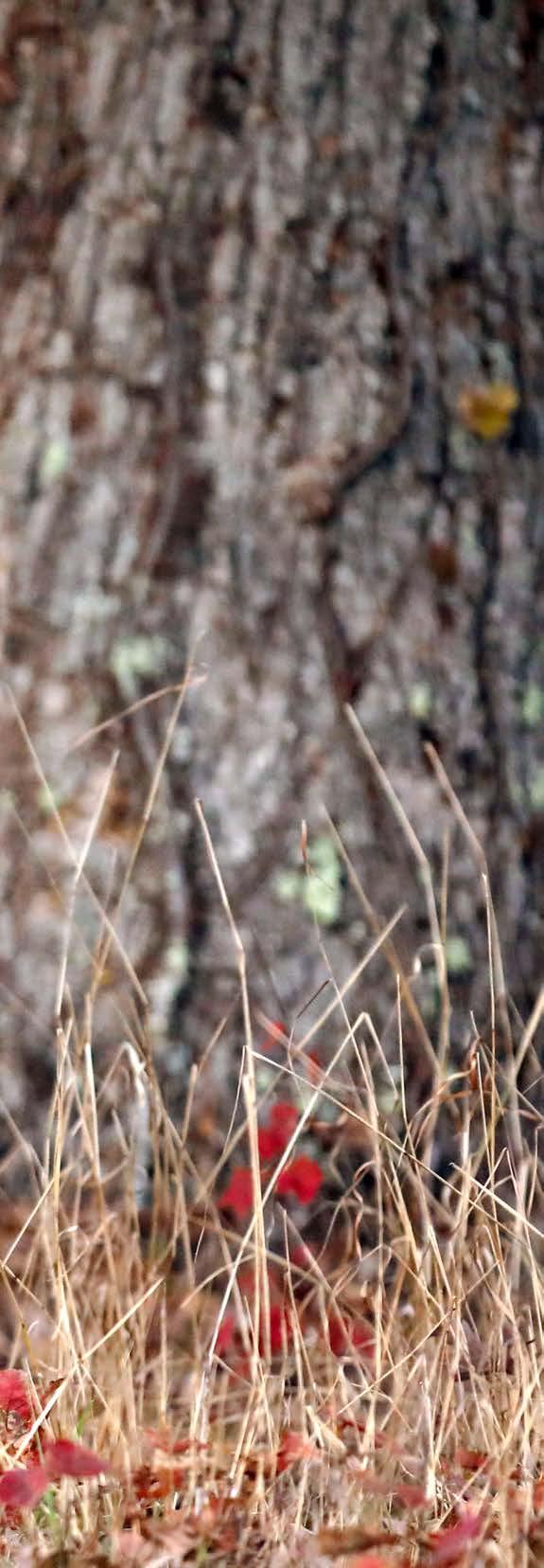 A LONGTIME HUNTER AND CONSERVATION OFFICER GIVES ADVICE ON DEER HUNTING IN NEW HAMPSHIRE by JOHN WIMSATT will admit it, writing a deer scouting and hunting article is a first for me.