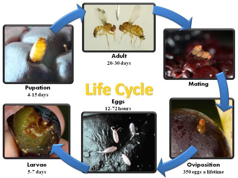 Life cycle SWD overwinters as an adult and becomes active in the spring to mate (Figure 2). SWD flies lay their eggs in susceptible, ripening fruit during spring, summer, and fall.