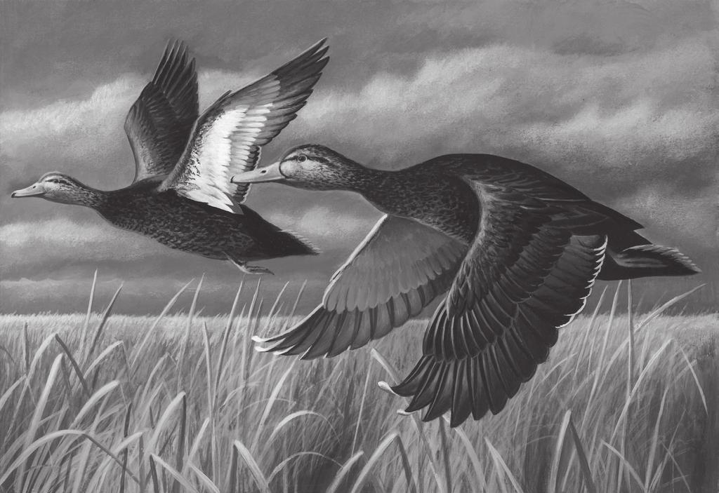 The Forty-Fourth Annual Maryland Migratory Game Bird Stamp Design Contest for 2018-2019 Presented by the Maryland