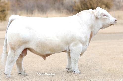 34 4-L UNLIMITED YL13POLLED P-3 MS YLI3 58R P-3 MS CIGAR 44N Long, smooth bull with the highest marbling ratio of 61.3 12.8 84.3 146. He adds a little birthweight, but when it s in the /100 lb 1.