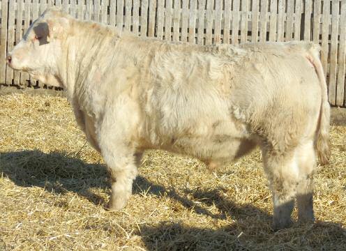 09 RCCL MSWESTERNSPUR0-181X MRSC MISS 376K If you ve got purebred Charolais heifers you want bred, this 90 lb birthweight bull will fit in nicely. Moderate in frame, yet he has a 1.