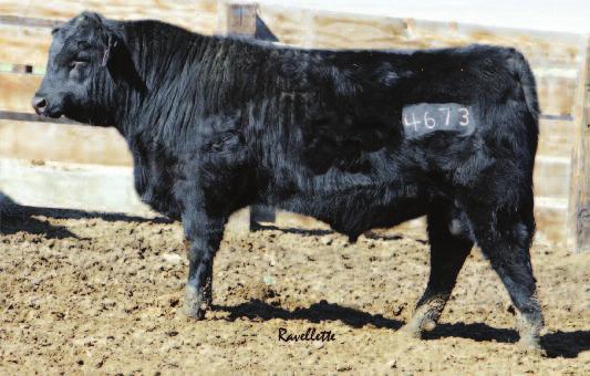173 This bull sells with a few other commercial bulls.