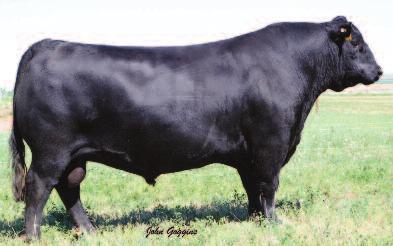 Connealy Consensus 7229, sire of DL Consensus 122 CED BW WW YW Milk +10 +1.