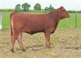 5 23 47 17 28 Bred 4/9/07 Bieber Make Mimi 7249 (#663262). Pasture Balanced heifer with great ratios all the way a crossed the board. Over a 700# weaning weight on this nice female.