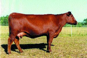 SRN Copper Queen 6011 This is a bred heifer that will need little introduction to those Red Angus enthusiasts who have followed the breed for the last decade.