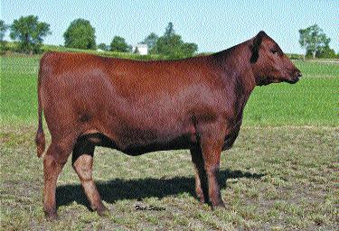 591 were sold for a record $50,000 half interest, and her progeny / daughter s progeny have grown in popularity since.