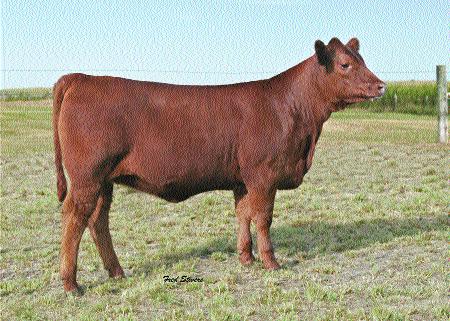 Last we sold a nice Major League daughter, and in 2003 a Cherokee Canyon heifer was Tom Venable s choice for $5,000.