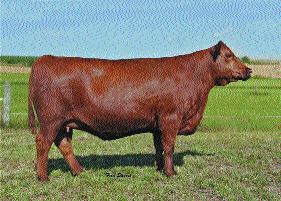 8 28 53 9 23 7082 produces an outcross maternal pedigree that will be one of the phenotypic standouts in the offering. Her Dam has been super productive with a 105 MPPA. 36 SRN LANA 7022 0.09 0.