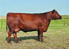 SRN Penny 7110 Penny 7110 is a gorgeous February heifer. Her dam is the Penny 1078 cow. She has developed into a very productive donor prospect. This heifer is deep, moderate and cherry red.