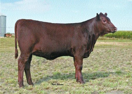 CPPRTP2027 RED BOB PROFESSOR 16Z OLE FIREFLY 651 0117-1.4 26 56 14 27 This outstanding heifer blends the carcass / calving ease of Silver Bullet with the raw power of Penny 2022.