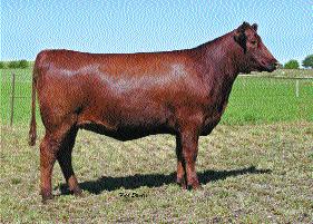 DAUGHTERS OF LCC ELEANOR LA961 LA 961 is a product of the Leachman dispersal. I knew right away she would be a perfect addition to our donor stable.
