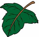 Name: Number: Class: Date: The Parts of Leaves Use the Power Point to help you!
