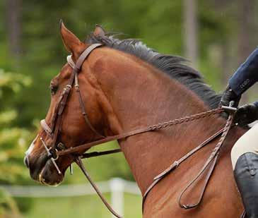 Cascade Horse Shows proudly announces the addition of the Cascade Classic to