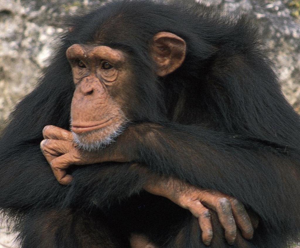 What is a primate? 4 Chimpanzees are our closest living relatives in the animal kingdom.