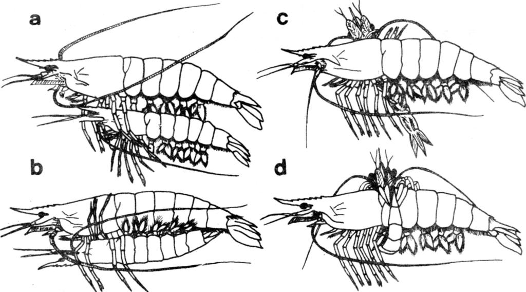 Fig. 3. Courtship and mating behavior in Penaeus monodon.
