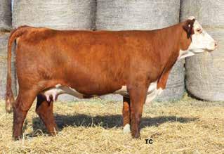 01 A game changer here!! This bull possesses the genetic background to make amazing females. His Boyd Standout mother is one of the best uddered cows on the farm.