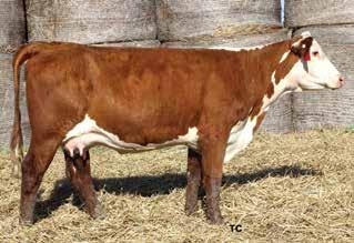 nsigned by Cottage Hill Farm W.C. Taylor Family, Mike Taylor, 304-257-1040 27 CHF TTF 3001 LEGACY 6601 ET {DLF,HYF,IEF} P43800680 Calved: Sept.
