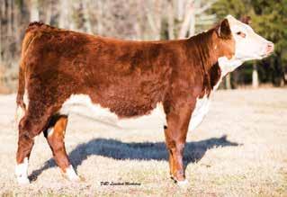 Consigned by Maplewood Farm, John and Daniel Fleishman, 540-421-9511 and 540-383-1688 34 36 MWF VICTORIA D43 P43816209 Calved: Oct.