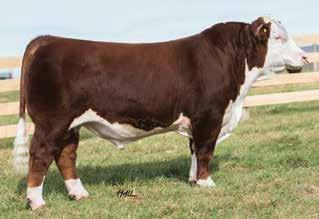 37 BDL 49 B22 MISS ECHO E04 P43777276 Calved: March 20, 2017 Tattoo: LE E04/RE BDL REMITALL ONLINE 122L {SOD}{CHB}{DLF,HYF,IEF} REMITALL EMBRACER 8E {SOD}{HYF} CS GV ONLINE 4P ET REMITALL CATALINA
