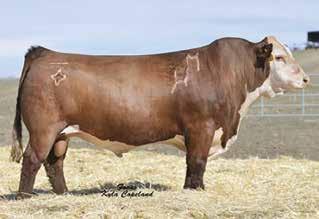 46 0.24 If you are looking for a show heifer, look no further. Discovery is your girl. Discovery s pedigree is backed by several National Champions.