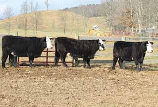 COMMERCIAL FEMALES 54 HEIFER Four (4) ½ Angus, ½ Hereford 18D is a nice baldy heifer sired by the Angus bull Sitz Investment 660Z out of a purebred, very productive Hereford cow. AI bred on Nov.